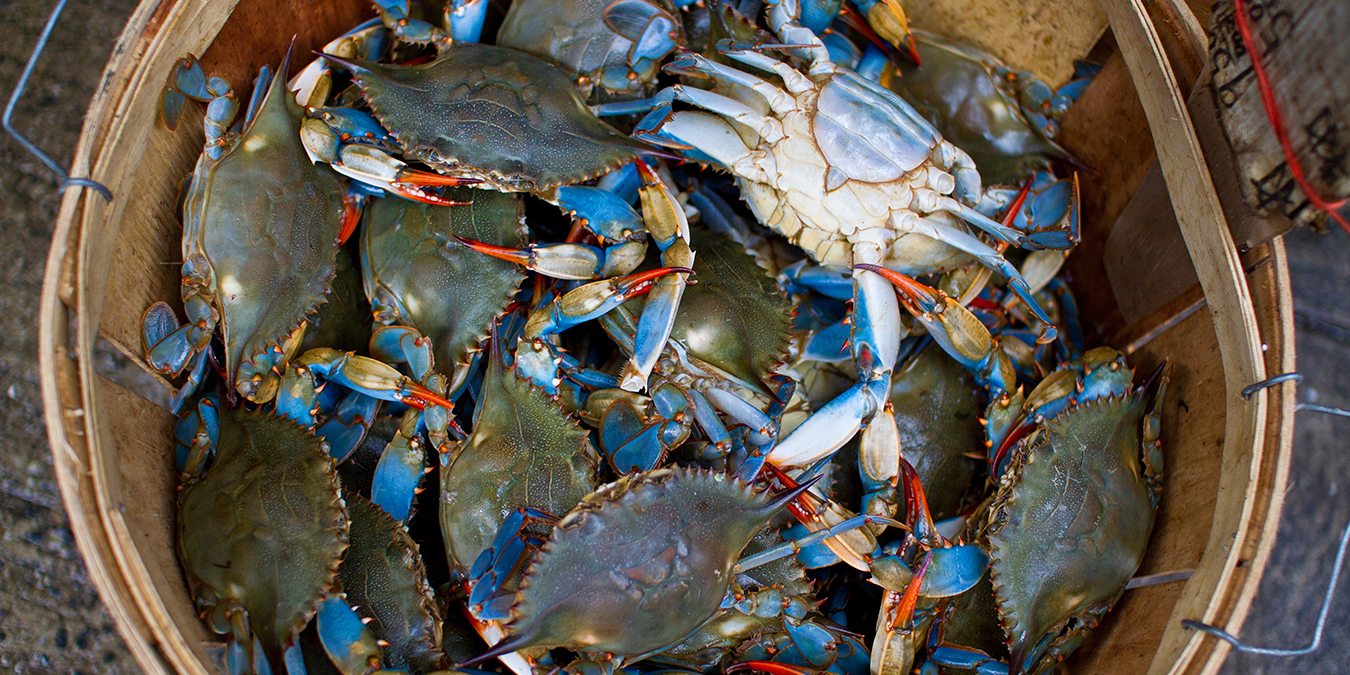 How to Bait Crabs & Candidates - Edwards Performance Solutions